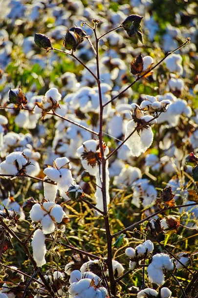 Piante di cotone con capsule bianche aperte in un campo al sole